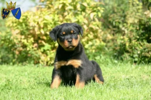 Mehr über den Artikel erfahren Rottweiler Züchter und Welpen in Essen
