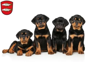 Mehr über den Artikel erfahren Rottweiler Züchter und Welpen in Forchheim