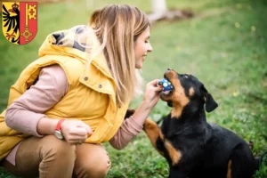 Mehr über den Artikel erfahren Rottweiler Züchter und Welpen in Genf