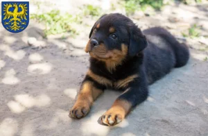 Mehr über den Artikel erfahren Rottweiler Züchter und Welpen in Germersheim
