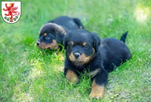 Mehr über den Artikel erfahren Rottweiler Züchter und Welpen in Greifswald