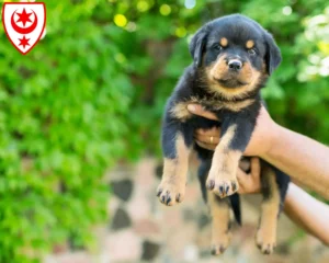 Mehr über den Artikel erfahren Rottweiler Züchter und Welpen in Halle (Saale)