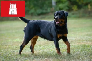 Mehr über den Artikel erfahren Rottweiler Züchter und Welpen in Hamburg