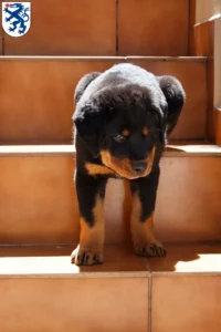 Mehr über den Artikel erfahren Rottweiler Züchter und Welpen in Ingolstadt