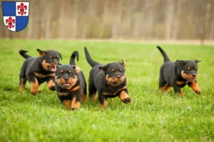 Mehr über den Artikel erfahren Rottweiler Züchter und Welpen in Karlstadt