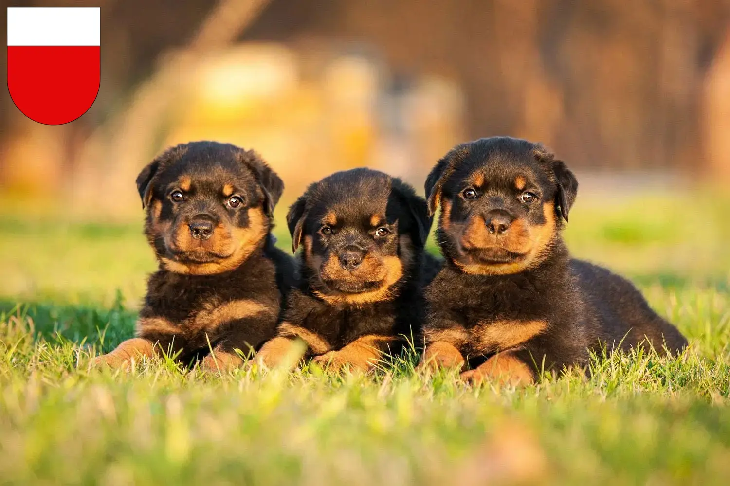 Mehr über den Artikel erfahren Rottweiler Züchter und Welpen in Lausanne