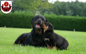 Mehr über den Artikel erfahren Rottweiler Züchter und Welpen in Lippstadt