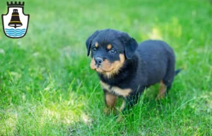 Mehr über den Artikel erfahren Rottweiler Züchter und Welpen in Mindelheim