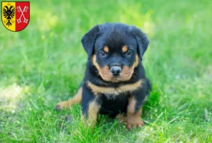 Mehr über den Artikel erfahren Rottweiler Züchter und Welpen in Minden