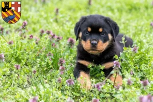 Mehr über den Artikel erfahren Rottweiler Züchter und Welpen in Neuwied