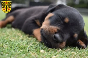Mehr über den Artikel erfahren Rottweiler Züchter und Welpen im Odenwald