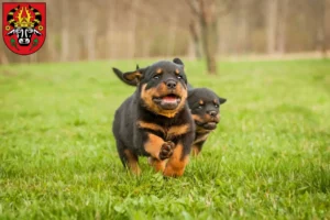 Mehr über den Artikel erfahren Rottweiler Züchter und Welpen in Parchim