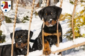 Mehr über den Artikel erfahren Rottweiler Züchter und Welpen in Rathenow