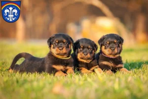 Mehr über den Artikel erfahren Rottweiler Züchter und Welpen in Regen (Stadt)