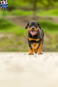 Mehr über den Artikel erfahren Rottweiler Züchter und Welpen in Saarbrücken