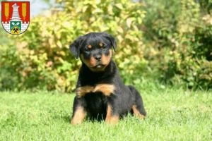 Mehr über den Artikel erfahren Rottweiler Züchter und Welpen in Salzgitter