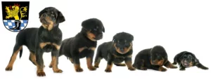 Mehr über den Artikel erfahren Rottweiler Züchter und Welpen in Schwandorf
