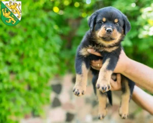 Mehr über den Artikel erfahren Rottweiler Züchter und Welpen in Thurgau