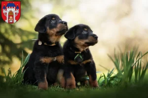 Mehr über den Artikel erfahren Rottweiler Züchter und Welpen in Vechta