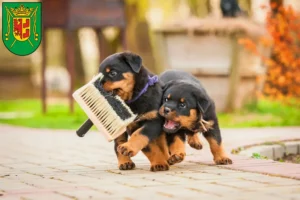 Mehr über den Artikel erfahren Rottweiler Züchter und Welpen in Wittmund