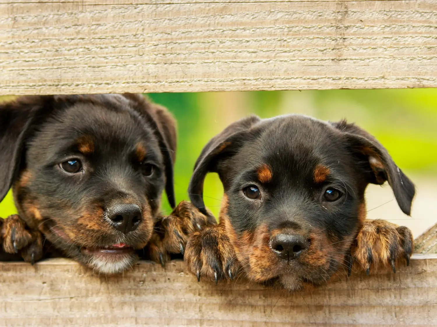 Einen Rottweiler Welpen zu kaufen, bedeutet Verantwortung zu übernehmen! Rottweiler Welpen kaufen.