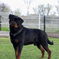 Rottweiler Wurfankündigung FCI Timit-Tor Blutlinie