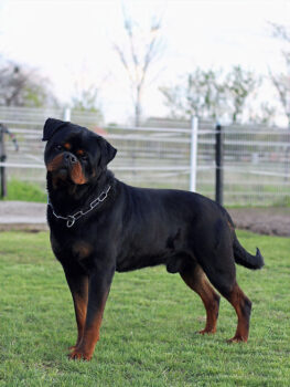 Rottweiler Wurfankündigung FCI Timit-Tor Blutlinie