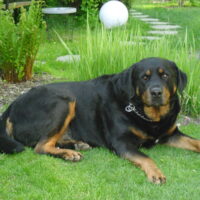 Dialysepatient sucht für Rotweiler-Berner-Sennenhund ein neues zu Hause