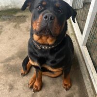 Zauberhafte Rotti Dame sucht neues Zuhause