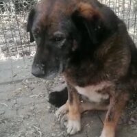 Harold - wurde noch nie in seinem Leben geliebt und umsorgt (mit Videos)