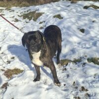 Sahara, eine liebe, soziale, verschmuste, ruhige Mix-Hündin, versteht sich mit allen Hunden