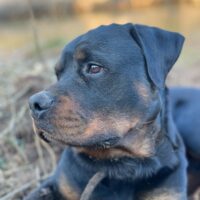 Rottweiler Rüde sucht ein Neues Zuhause