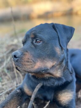 Rottweiler Rüde sucht ein Neues Zuhause