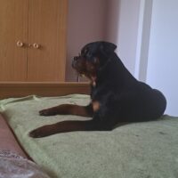Junger Rottweiler Rüde sucht neues Zuhause
