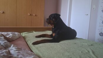 Junger Rottweiler Rüde sucht neues Zuhause