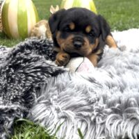 ADRK Rottweiler Welpen