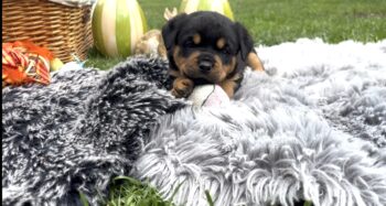 ADRK Rottweiler Welpen
