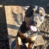 FREDDY - Kleiner Rotti-Mix - FREDDY - verspielt und munter!