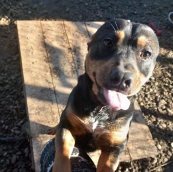 FREDDY - Kleiner Rotti-Mix - FREDDY - verspielt und munter!