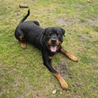 Charmanter Rottweiler mit Herz und Humor auf der Suche nach meinem neuen Lieblingsmenschen! 🐾
