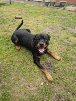 Charmanter Rottweiler mit Herz und Humor auf der Suche nach meinem neuen Lieblingsmenschen! 🐾