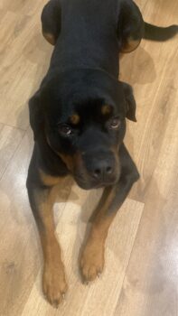 Toller 4jähriger Rottweiler Rüde sucht tollen Menschen, der ihm zu 100% gerecht wird