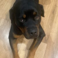 Toller 4jähriger Rottweiler Rüde sucht tollen Menschen, der ihm zu 100% gerecht wird