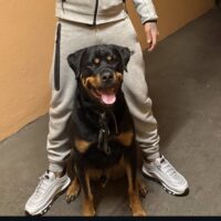 Rotweiler sucht neue zuhause