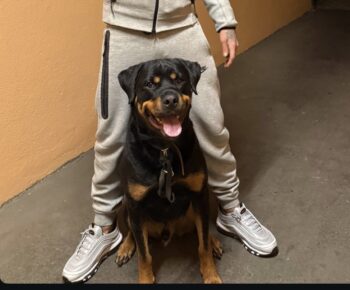 Rotweiler sucht neue zuhause