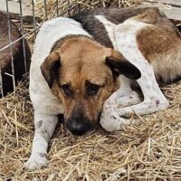 💗Das ist Zorro - mit Video