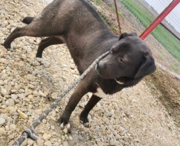 Ava - geb. 05/2022 - mit VIDEO