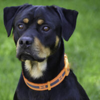 Rottweilermischling Bobby - geb. 11/2024 - TIERHEIM PADERBORN