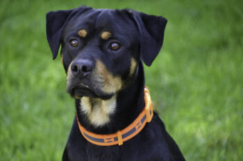 Rottweilermischling Bobby - geb. 11/2024 - TIERHEIM PADERBORN