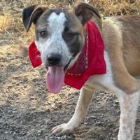 TARA, Mix-Hündin mit Sommersprossen, toll mit Kindern, Katzen, Hunden